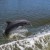 Playing with dolphins from deck of boat reminds us the value of Indian River Lagoon, tourism