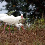 White Ibis  Ding Darling Wildlife Refuge Sanibel Florida